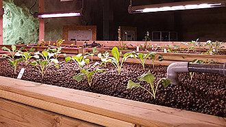 Pflanzenbeete mit Setzlingen beim Underground Farming im VersuchsStollen Hagerbach
